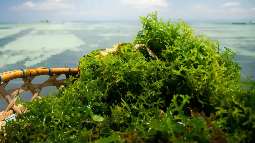 Beneficios de las algas marinas.